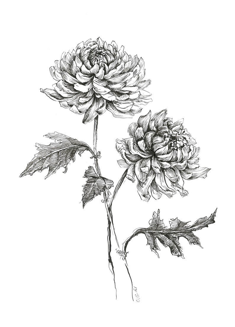 Chrysanthemum plant Chrysanthemum ink ink drawing flowers Etsy