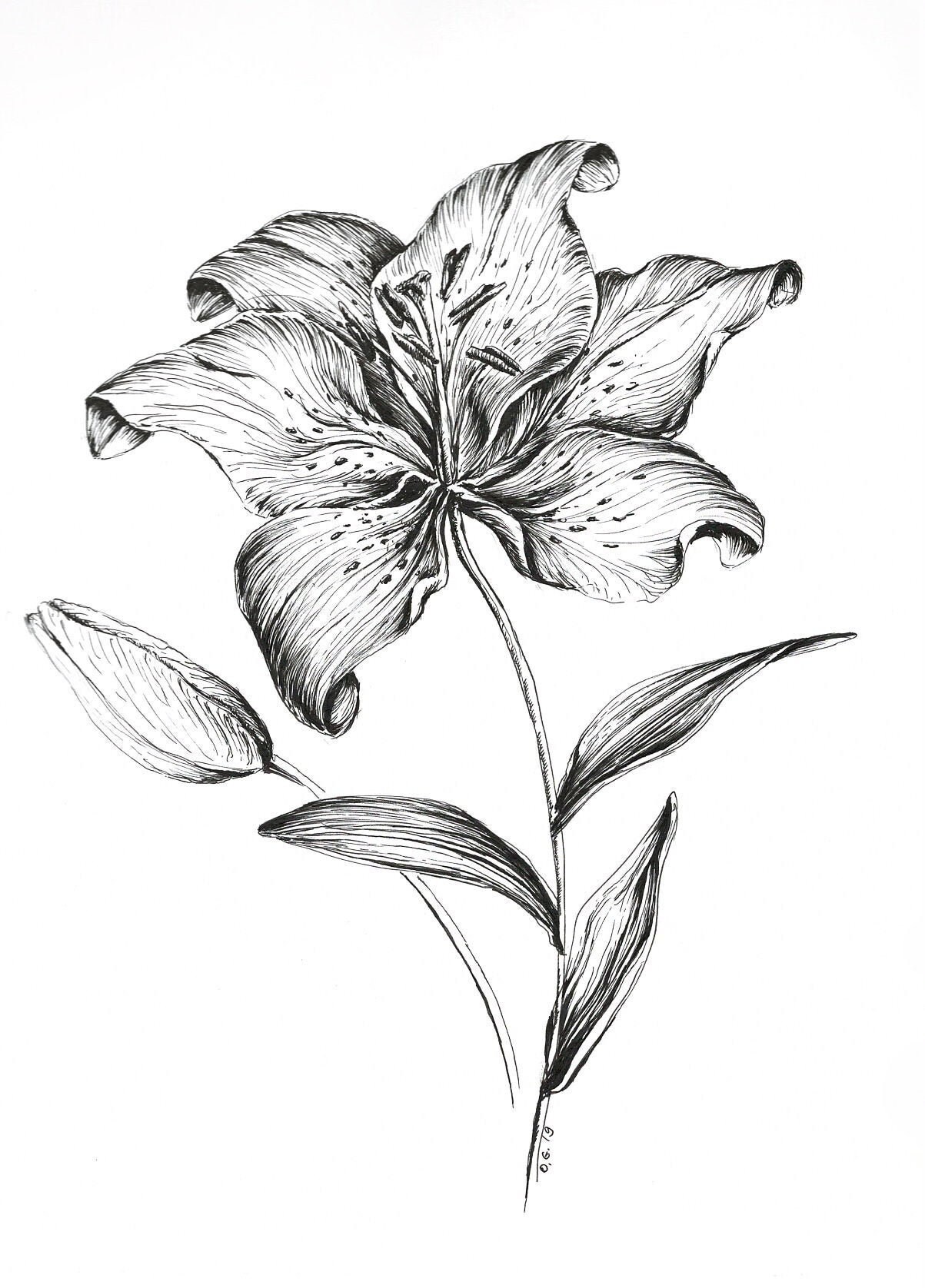 pencil drawings of tiger lilies