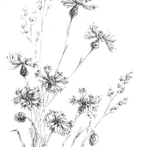 wildflowers print, cornflowers drawing, field flowers sketches, country flower art, art prints of flowers, cornflower art, grasses and weeds