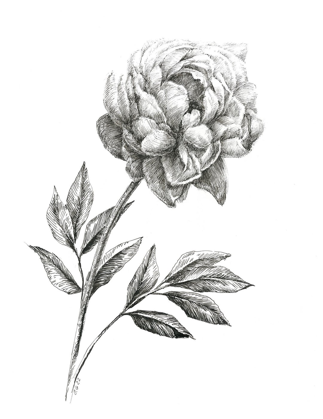 花の絵の牡丹、植物画、オリジナルの水墨画、花の水墨画アート