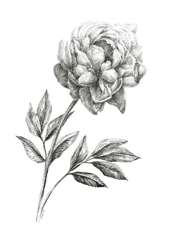 Flower drawings for design inspiration