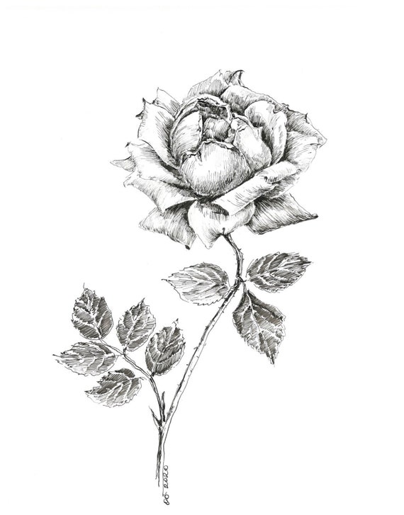 Rose Flower Drawings In Pencil Step By Step Easy Pencil Drawing Of - Rose  Flower Sketch Images | Flower sketches, Roses drawing, Pencil drawings easy