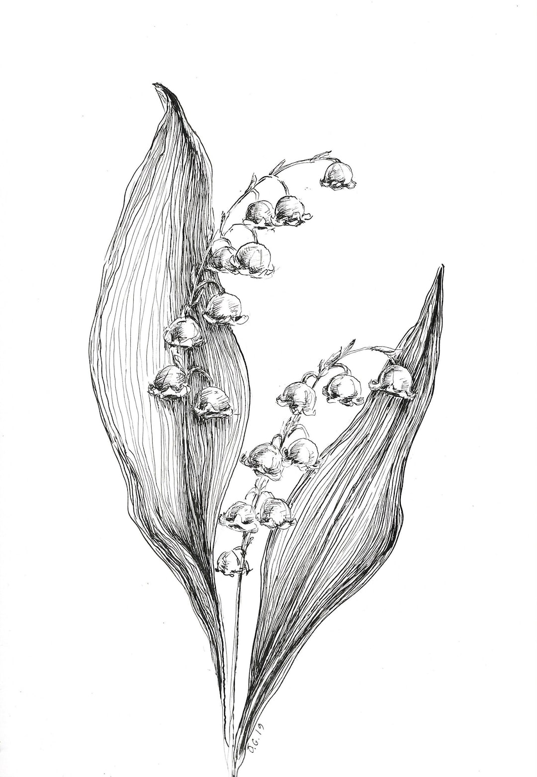 Lily of the Valley Art, Original Sketch Art, Lily Flower, Lily Sketch Art, Wildflowers Sketch