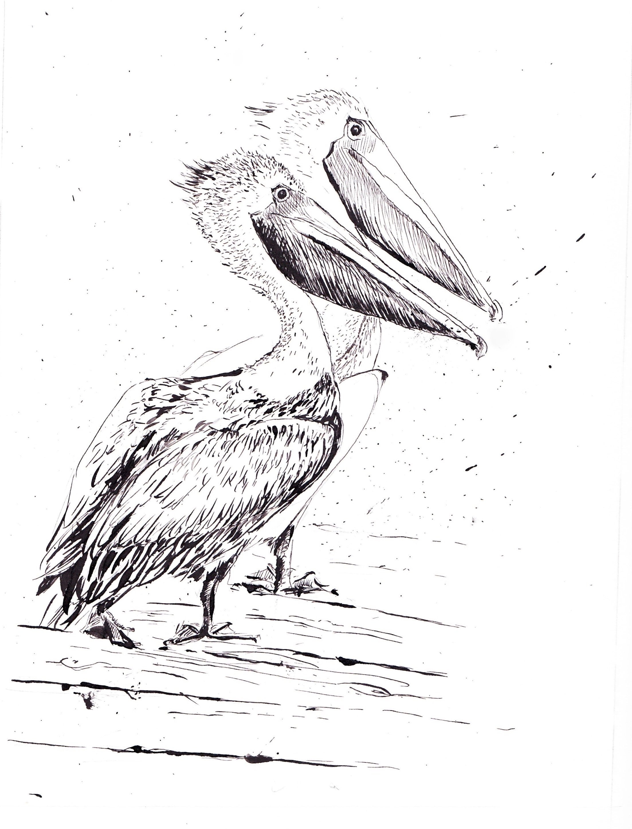 How to draw a Pelican  Birds  Sketchok easy drawing guides