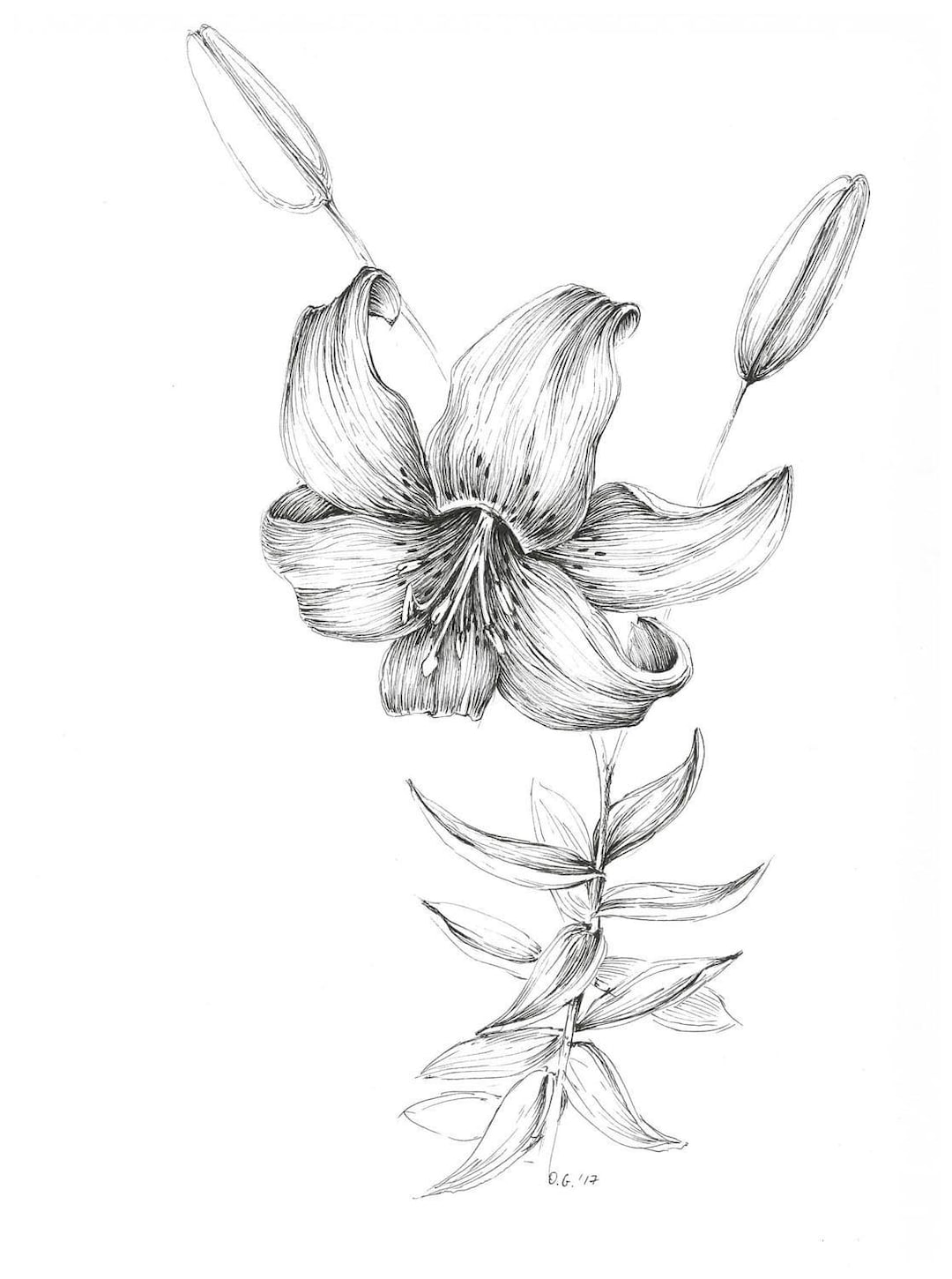 Flower plant line art simple drawn set Stock Vector Image & Art - Alamy