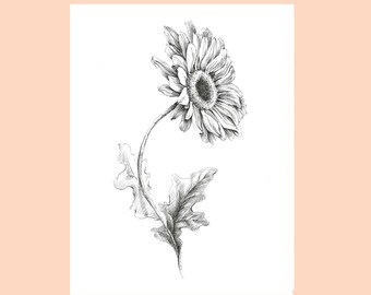 ガーベラの絵、ペンとインクのスケッチ、花のイラスト、植物の装飾