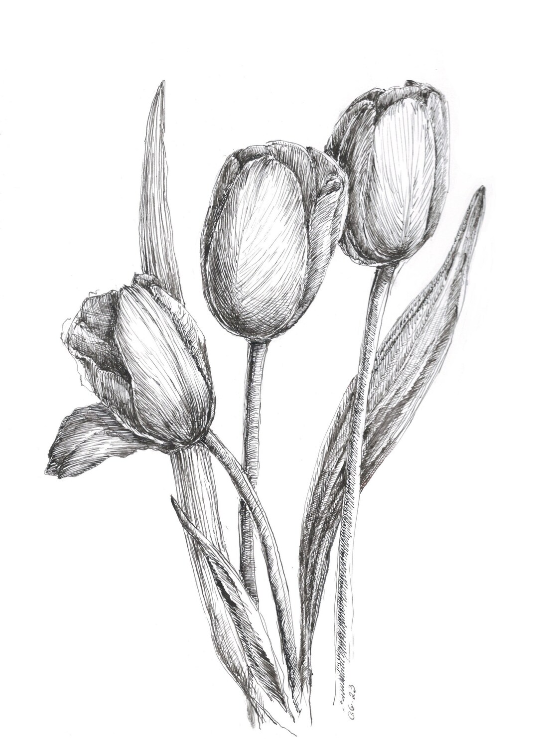 Sale Art, Tulips Pen Sketch, Tulip Flower, Original Pen Sketch, Flower