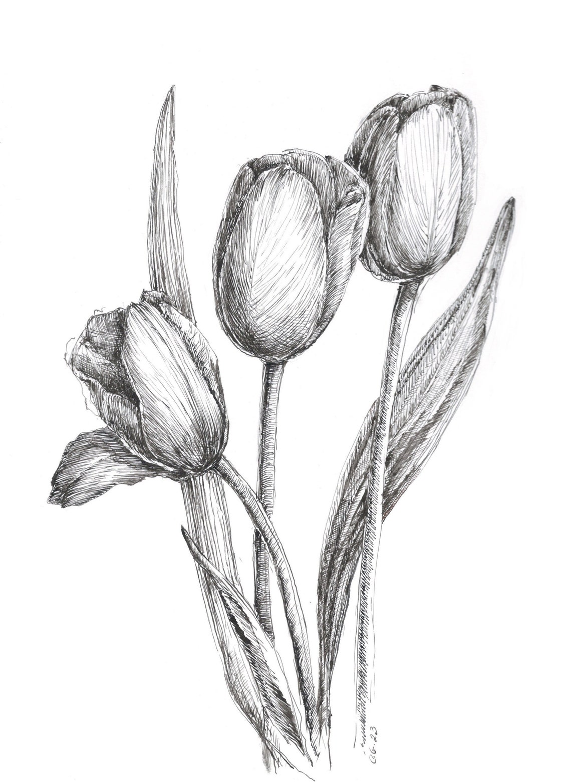 Sale Art, Tulips Pen Sketch, Tulip Flower, Original Pen Sketch, Flower ...