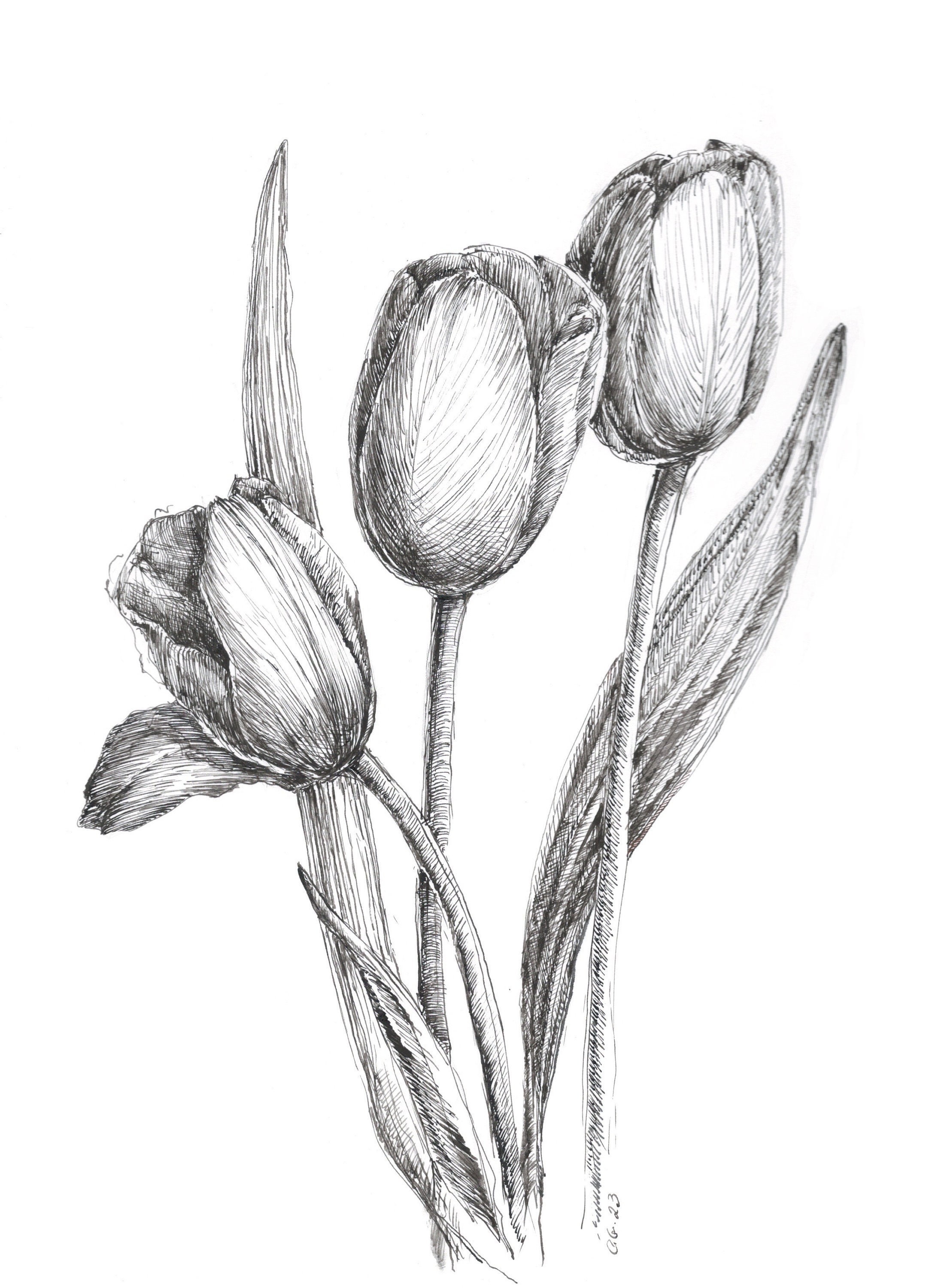 tulips pencil drawing