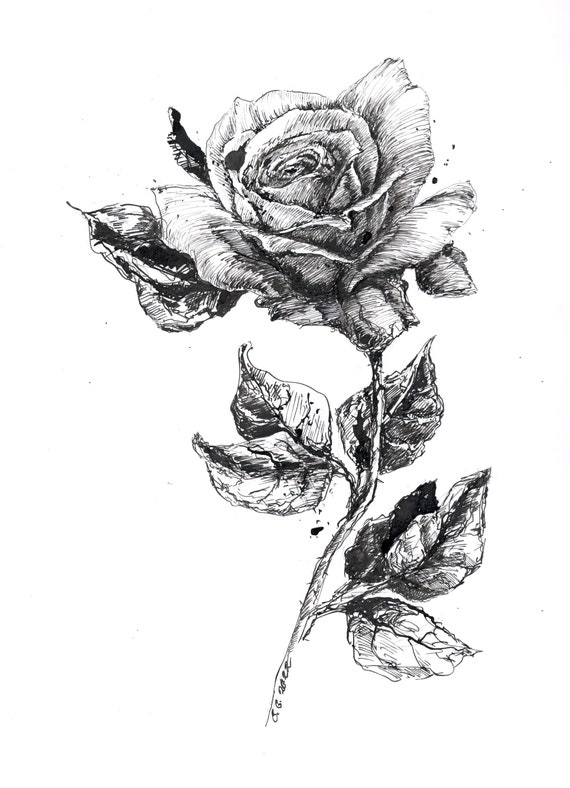 Dibujo de rosas en blanco y negro flores de bocetos a pluma y - Etsy México