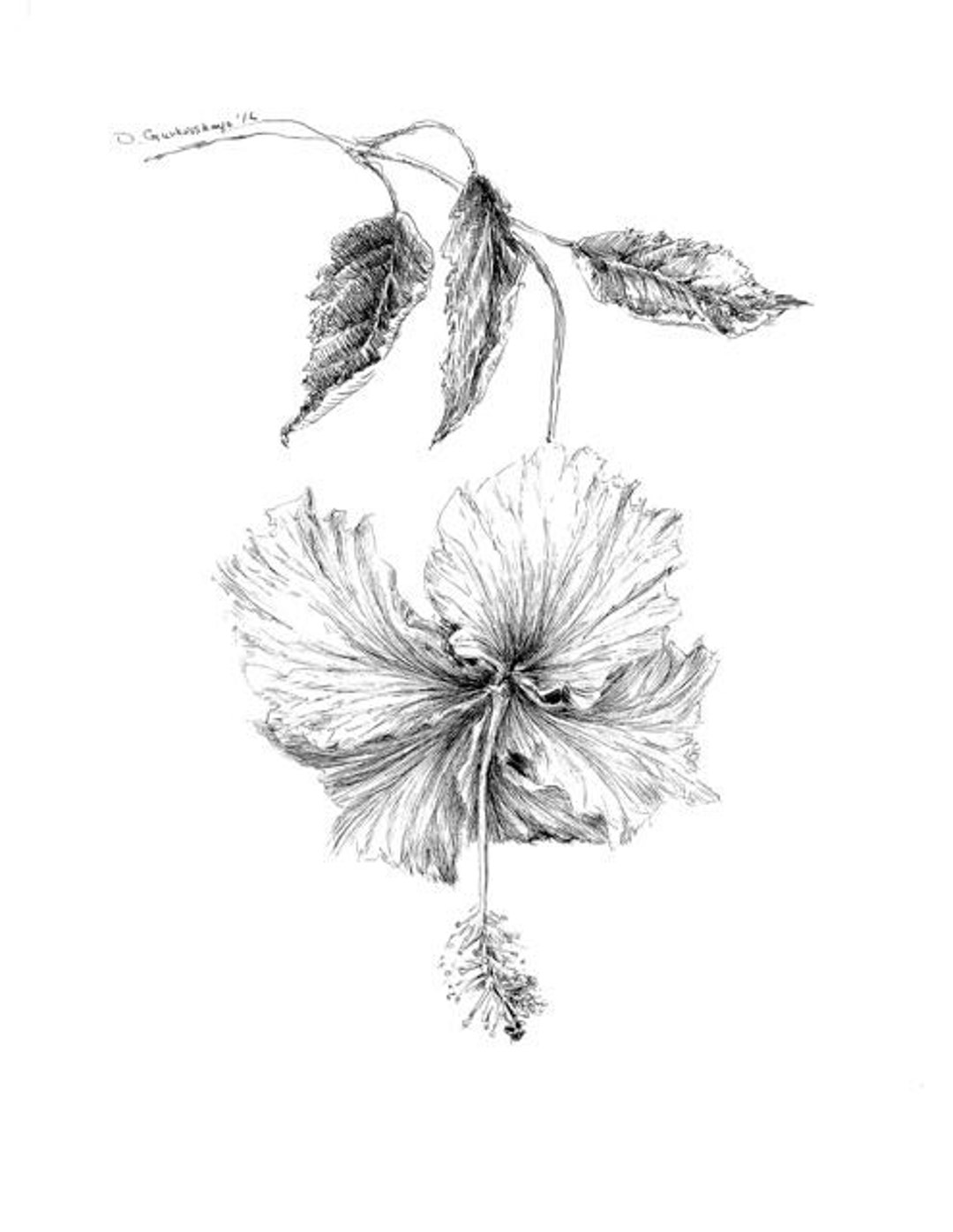 Hibiscus Illustration, Pen and Ink Floral Poster, Hibiscus Art Prints,  Black and White Flower Drawings, Botanical Artwork, Tropical Flowers - Etsy, image size:1080x1396