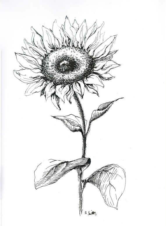 Sunflower Sketch Original Drawing Sunflower Drawing Black Etsy
