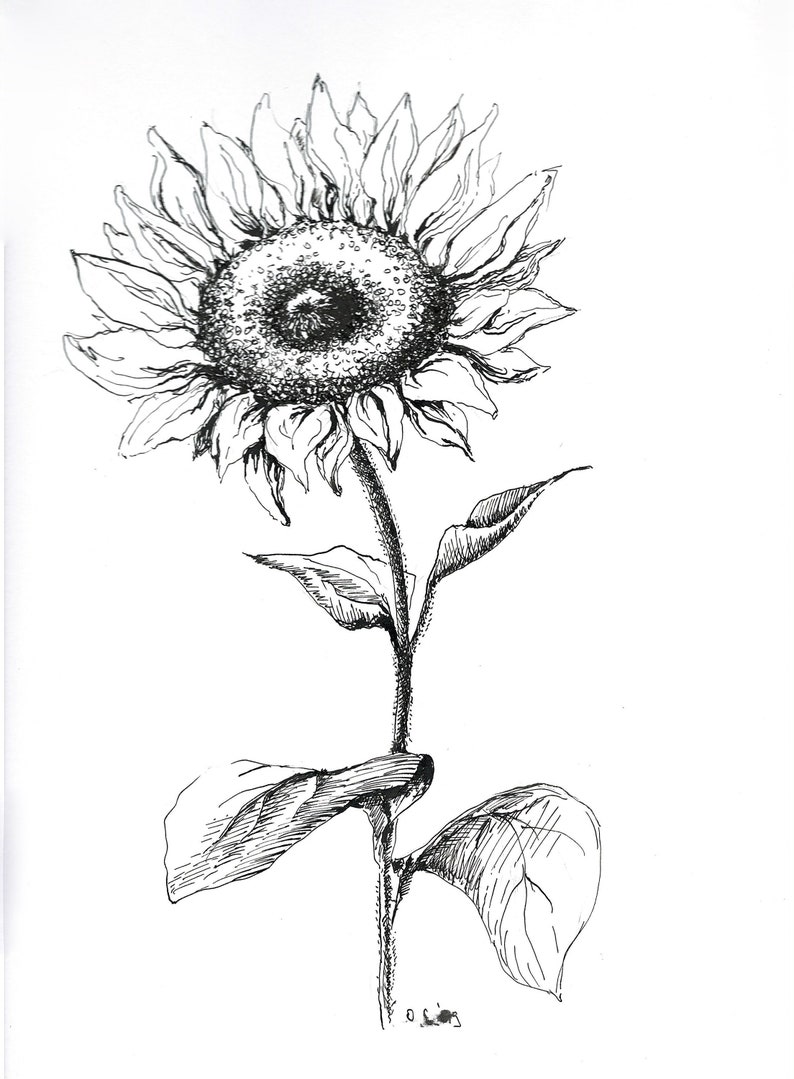 Sunflower Sketch Original Drawing Sunflower Drawing Black