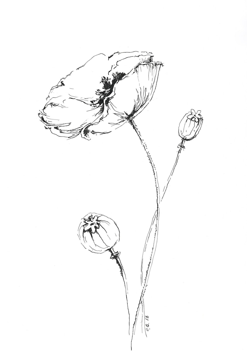 Poppy print, pen and ink, poppy drawing, poppy flower, flower drawings, poppy illustration, august birth flower, black white, poppy sketch image 1