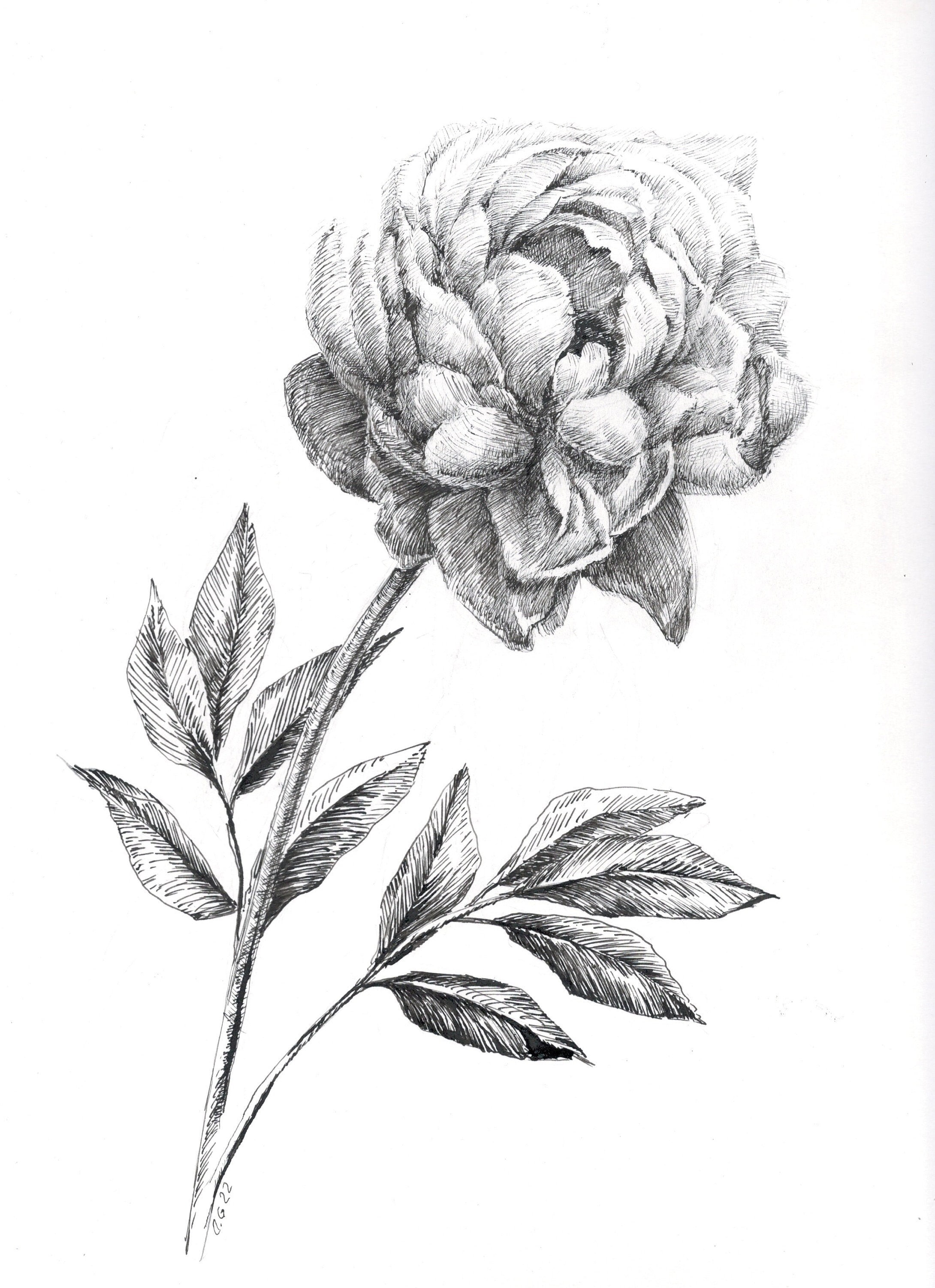 花の絵の牡丹、植物画、オリジナルの水墨画、花の水墨画アート 花の絵の牡丹、植物画、オリジナルの水墨画、花の水墨画アート