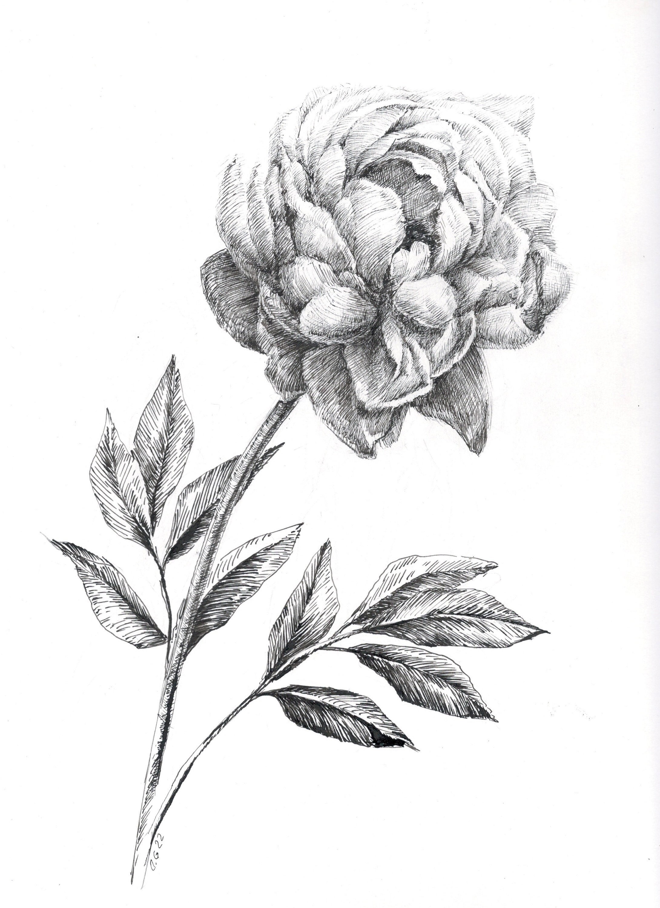 Floral Drawing Peony Botanical Art Original Ink Drawing Flower Ink 