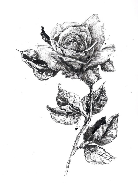 Original Artwork Rose Ink Sketch Rose Drawing Original Art Rose