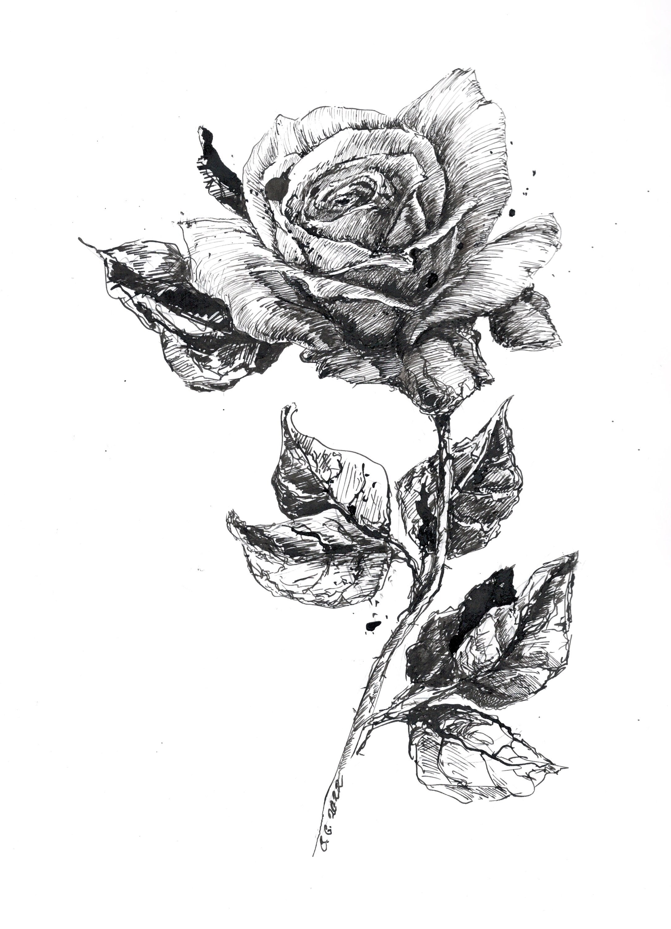 How To Sketch A Rose, Step by Step, Drawing Guide, by Dawn - DragoArt