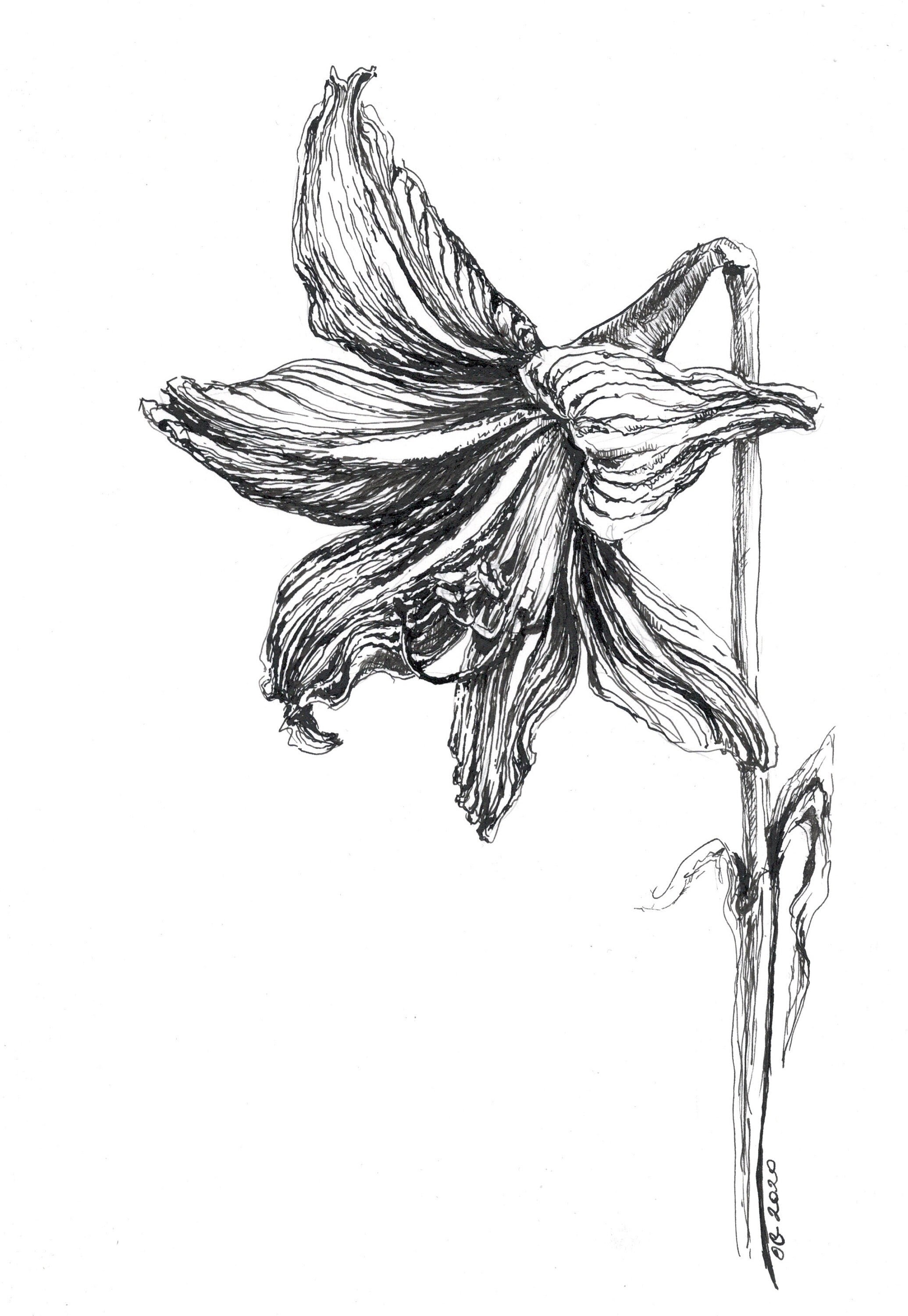 Lily Drawing, Pen and Ink, Lily Sketch, Lily Bloom, Lily Flower, Flower Artwork, Original Art