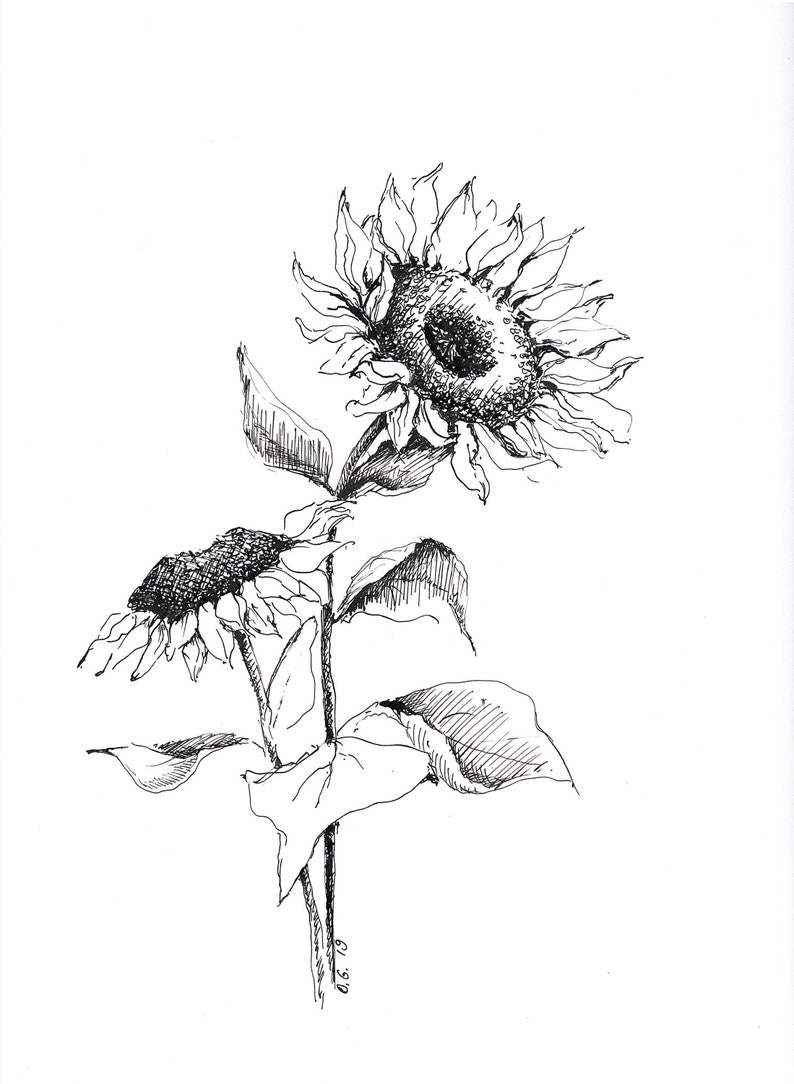 Sunflower art black and white sketches original pen and ink etsy