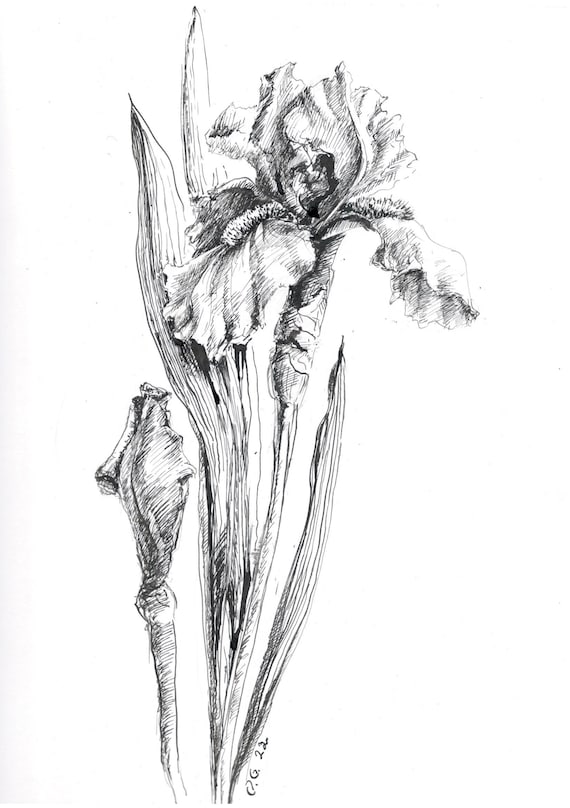 Dibujo de flores de iris dibujo de iris bocetos de flores - Etsy México Dibujo de flores de iris dibujo de iris bocetos de flores - Etsy México