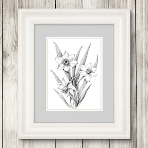 May include: A black and white pencil drawing of a bouquet of daffodils in a simple white frame.