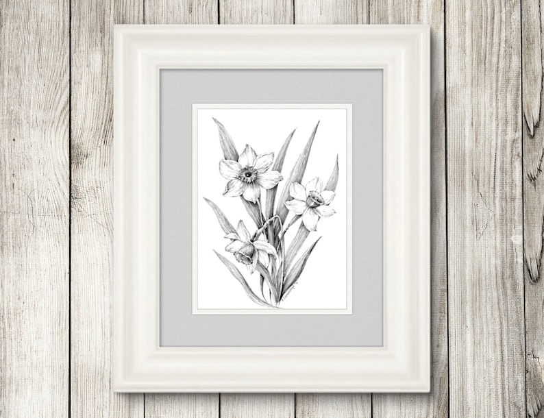 May include: A black and white pencil drawing of a bouquet of daffodils in a simple white frame.