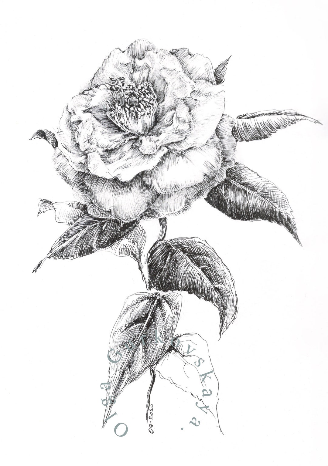 モノクロ線画アート 花のアートワーク、椿の絵、オリジナルの絵、ペンとインク、椿の花の