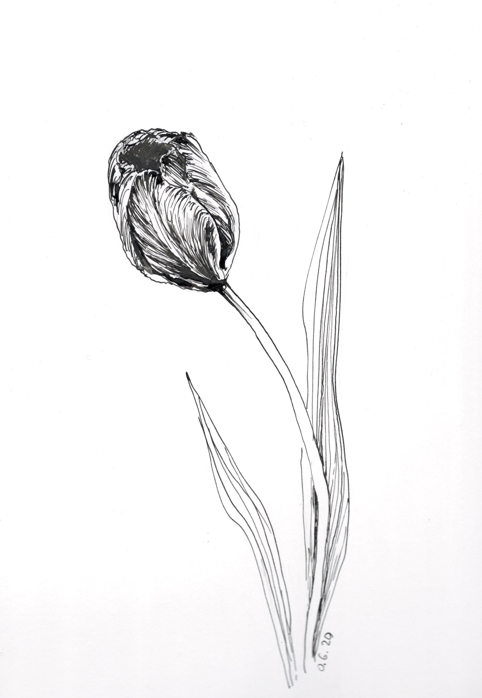 Tulip pen sketch original drawing pen and ink tulip Etsy