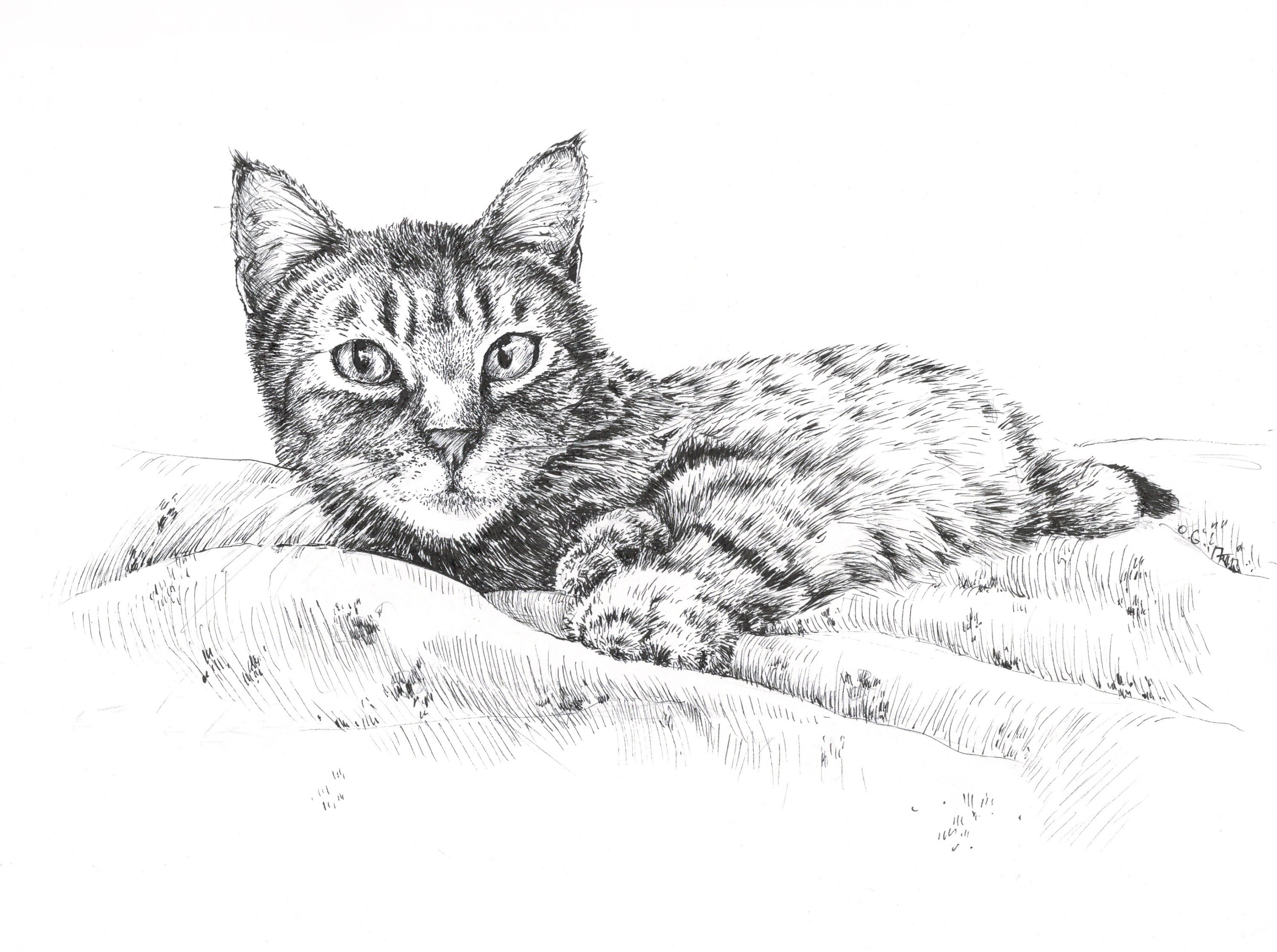 Cat Ink Drawing Cat Art Print Prints of Pets Pet Cat Animal - Etsy Cat Ink Drawing Cat Art Print Prints of Pets Pet Cat Animal - Etsy
