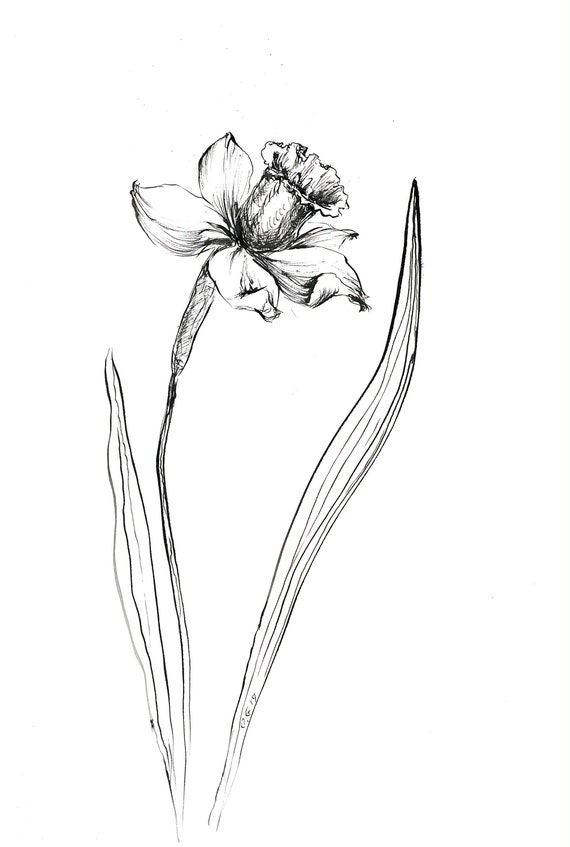 Narcissus Ink Sketch Narcissus Prints Narcissus Flower | Etsy