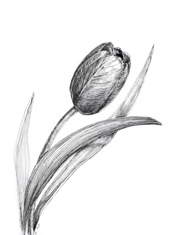 Pen lily drawing | Lilies drawing, Flower sketches, Flower sketch pencil |  Lilies drawing, Pen art drawings, Flower sketches