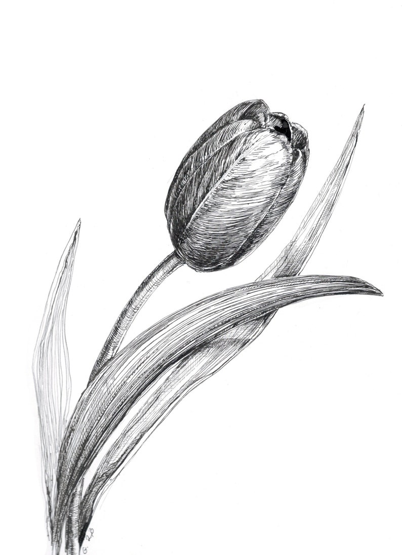 Tulip Pen Sketch Original Drawing Pen and Ink Tulip - Etsy