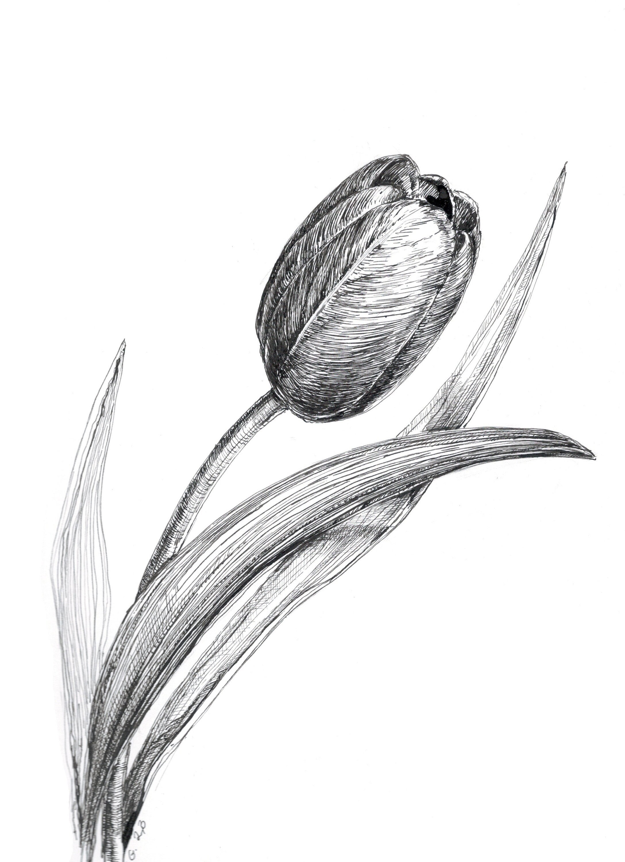 Tulip pen sketch, original drawing, pen and ink, tulip drawing, tulip  flower, flower drawings