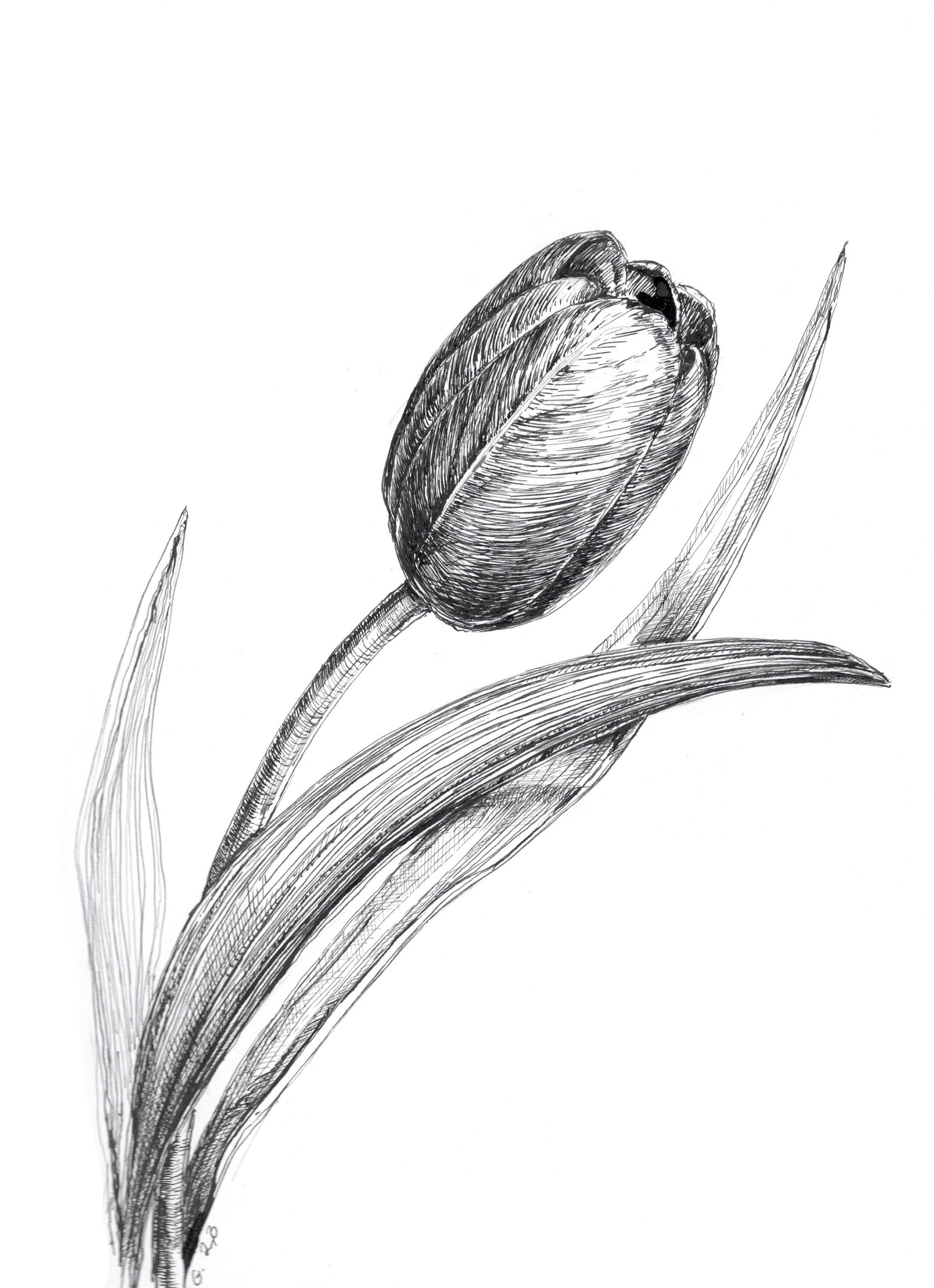 Tulip Pen Sketch, Original Drawing, Pen and Ink, Tulip Drawing, Tulip  Flower, Flower Drawings 