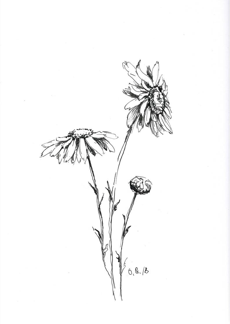 Daisy drawing pen and ink sketch daisy illustration black Etsy