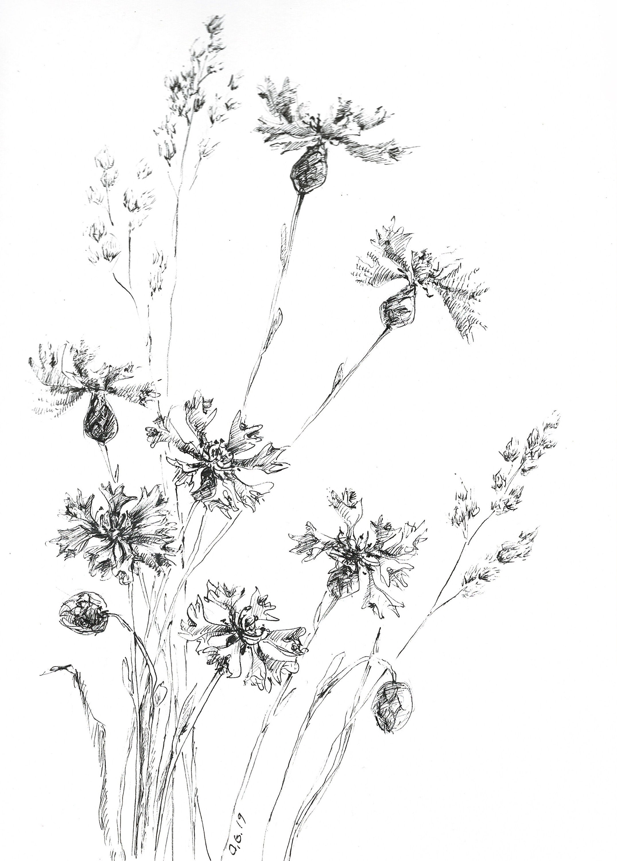 Drawing Cornflowers Wildflowers Art Cornflower Sketchart Etsy Denmark