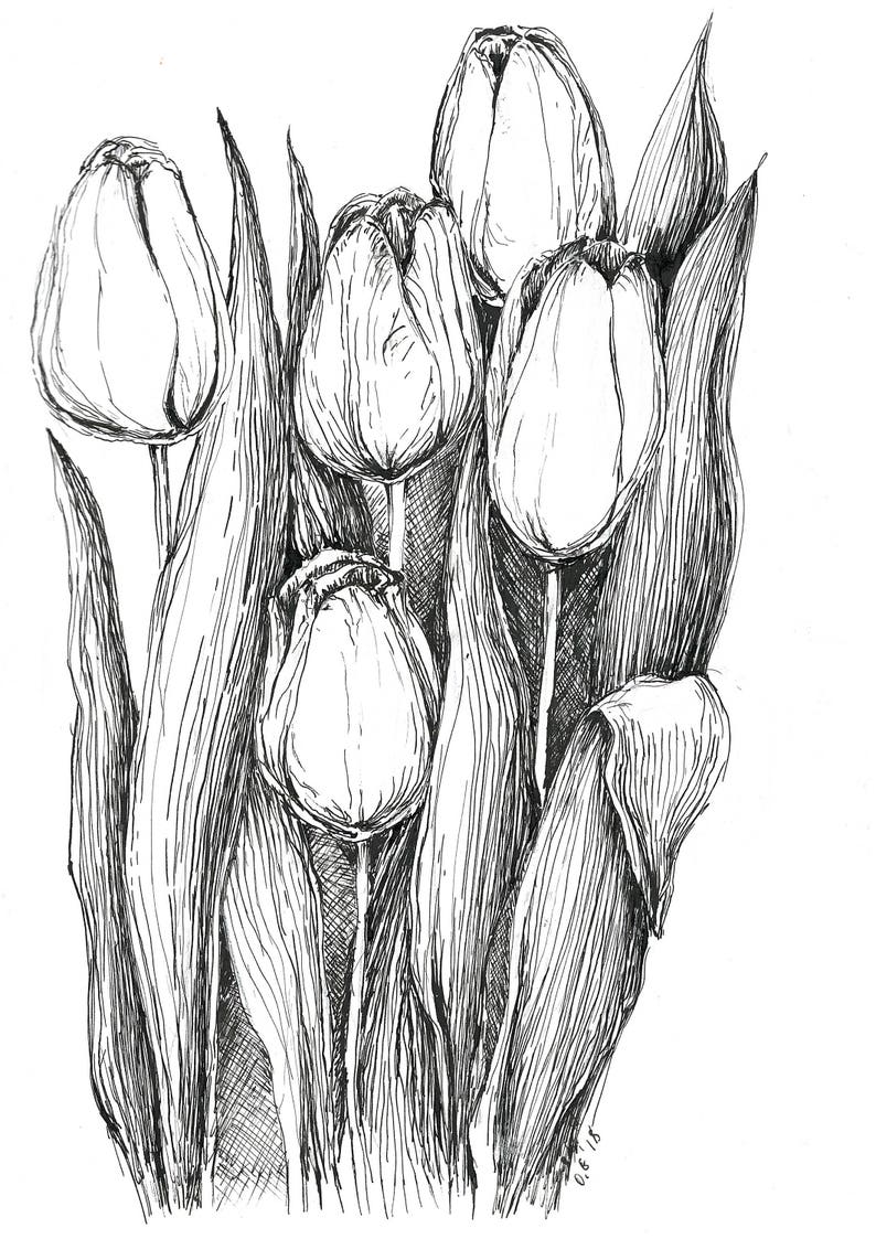 Tulips sketch pen and ink art original sketches black and Etsy