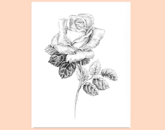 Black And White Rose Drawing Pen And Ink Sketch Flowers Floral Prints Rose Artwork Botanical Art Floral Pictures Rose Illustration