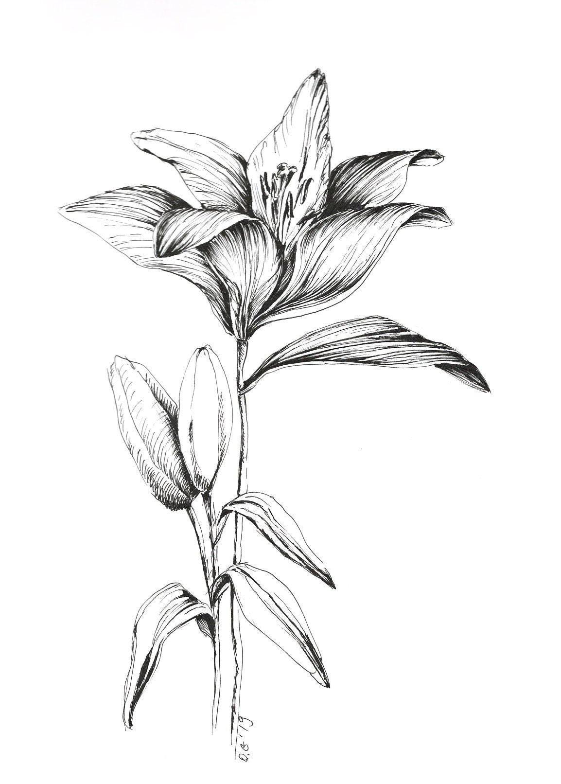 tiger lily art, ink drawing of lily, flower artwork, lily flower ...