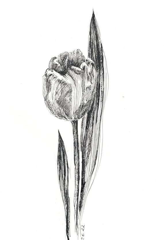 Boceto de pluma de tulipán dibujo original pluma y tinta - Etsy España