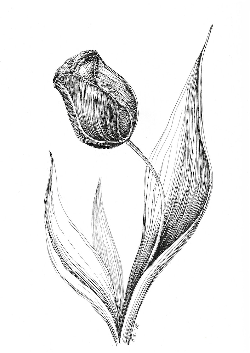 Tulip illustration original drawing pen ink sketch black ...