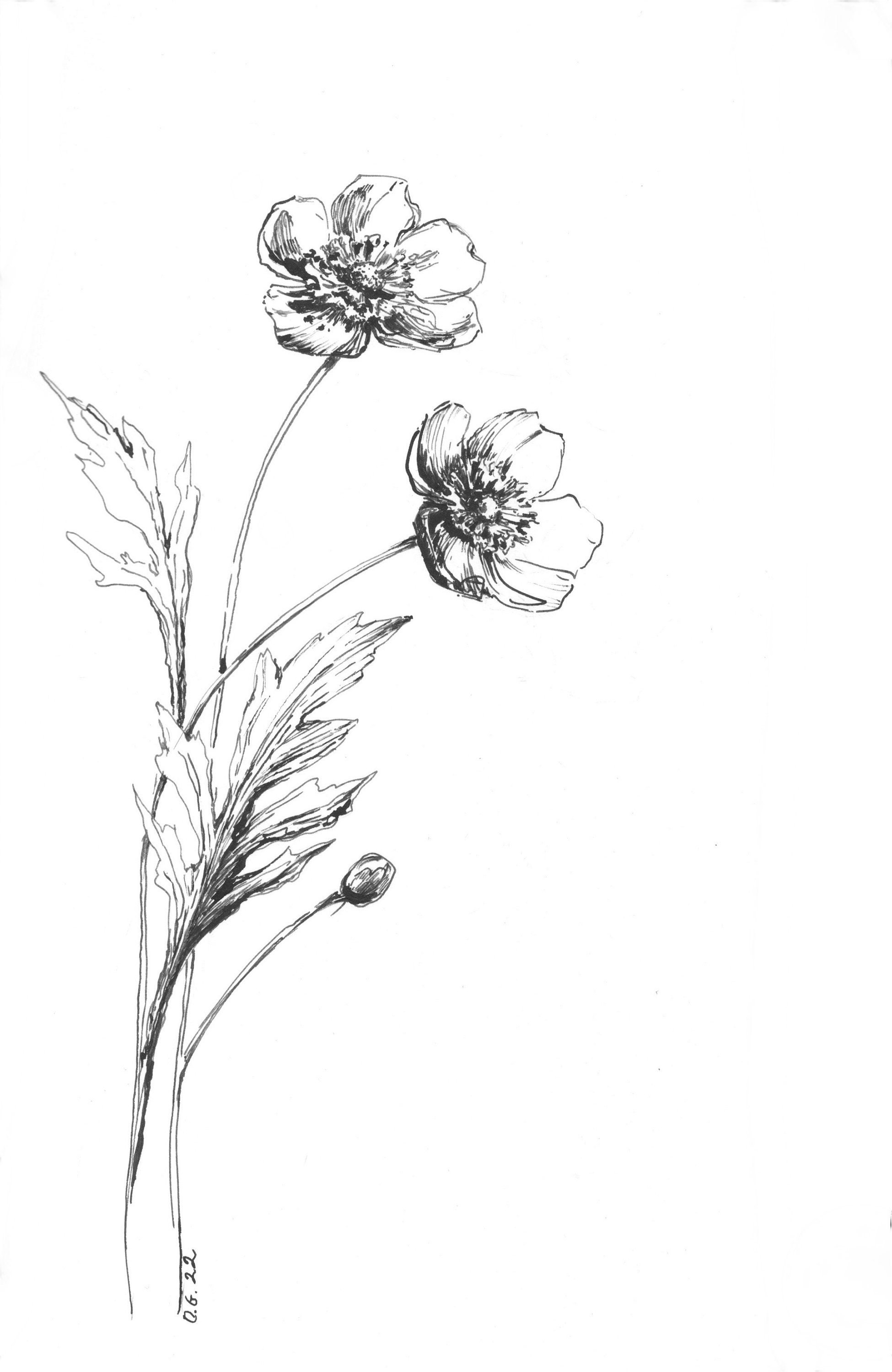 Impression de fleur de renoncule stylo et encre noir blanc - Etsy France