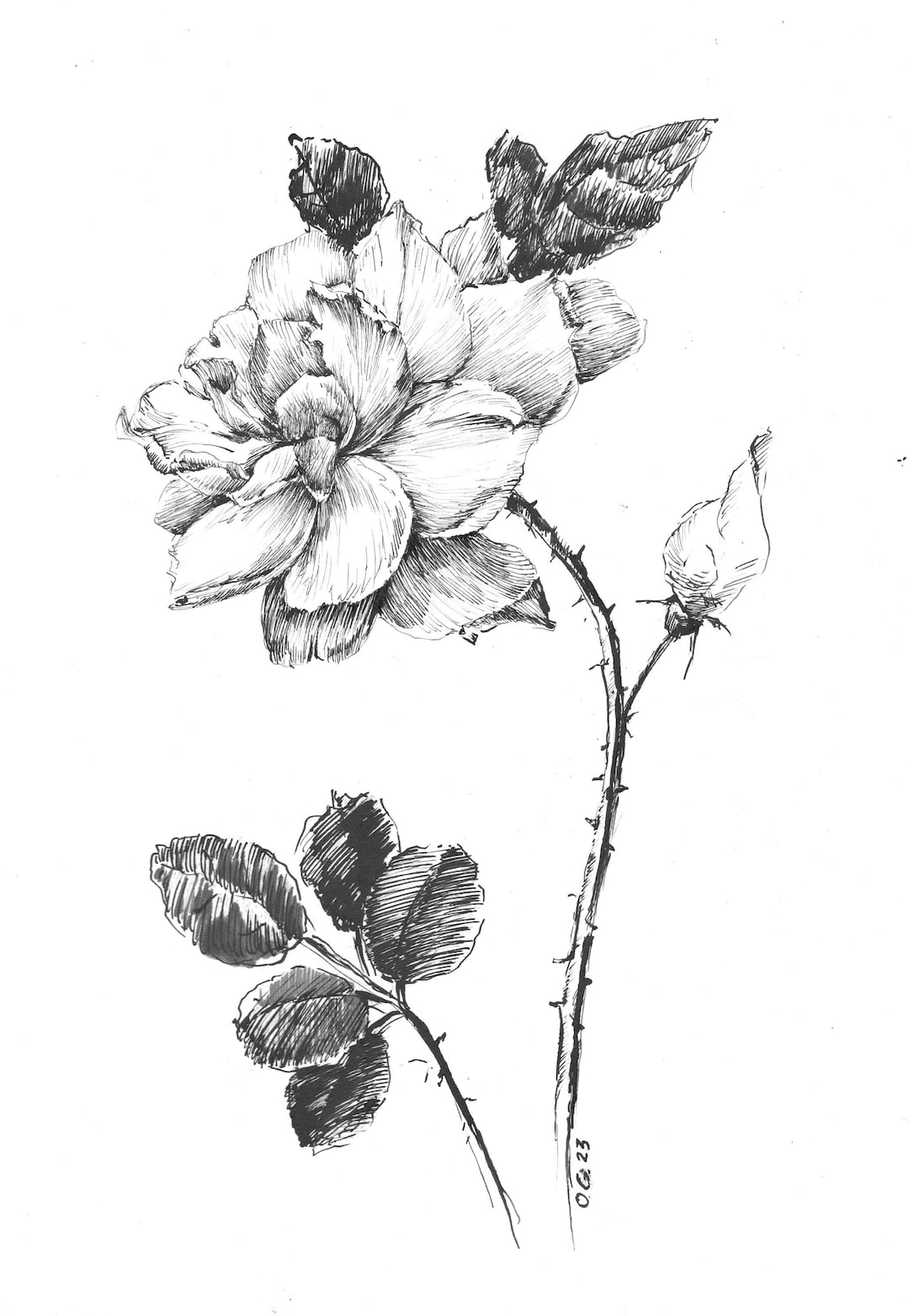 Original Rose, White Rose, Art Tattoo Rose, Pen and Ink Rose, Black