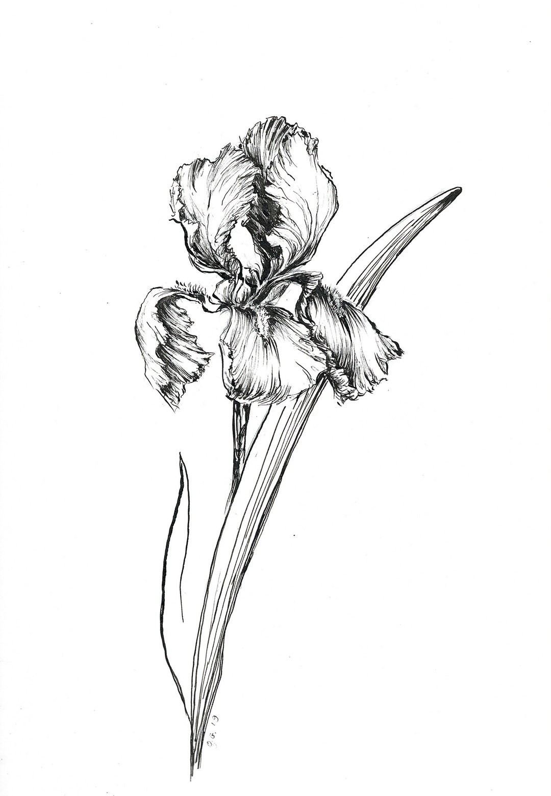 Art Print, Drawings of Iris, Ink Art Sketch Iris, Flower Artprints,ink