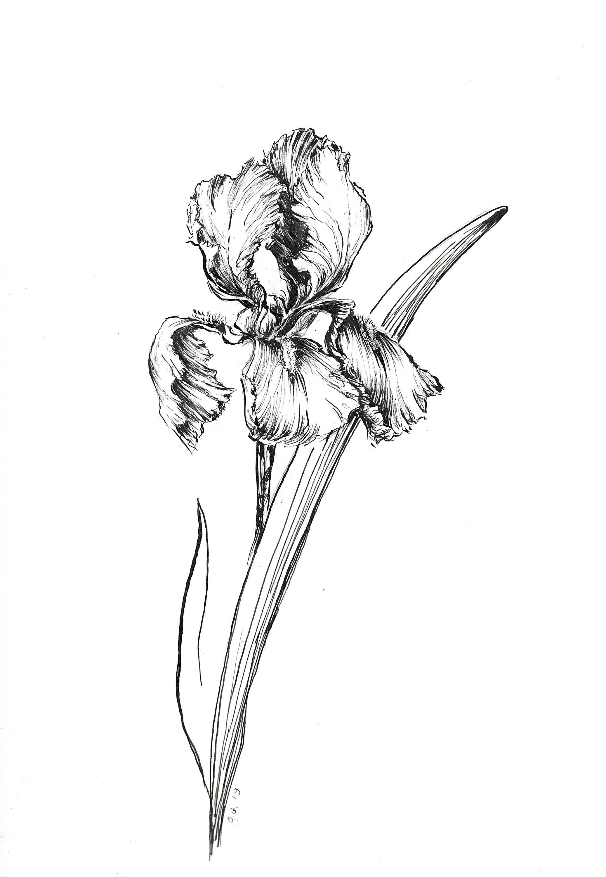 Art Print Drawings of Iris Ink Art Sketch Iris Flower - Etsy
