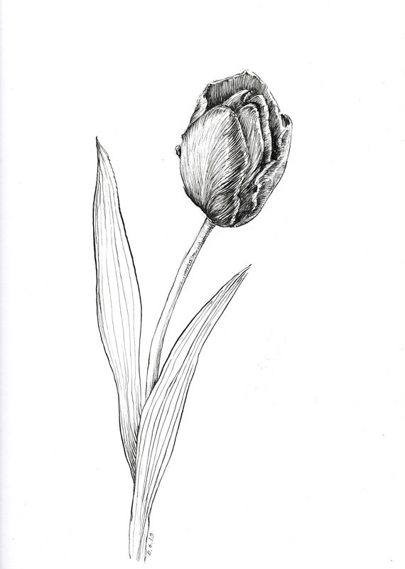 Featured image of post Tulip Ink Drawing