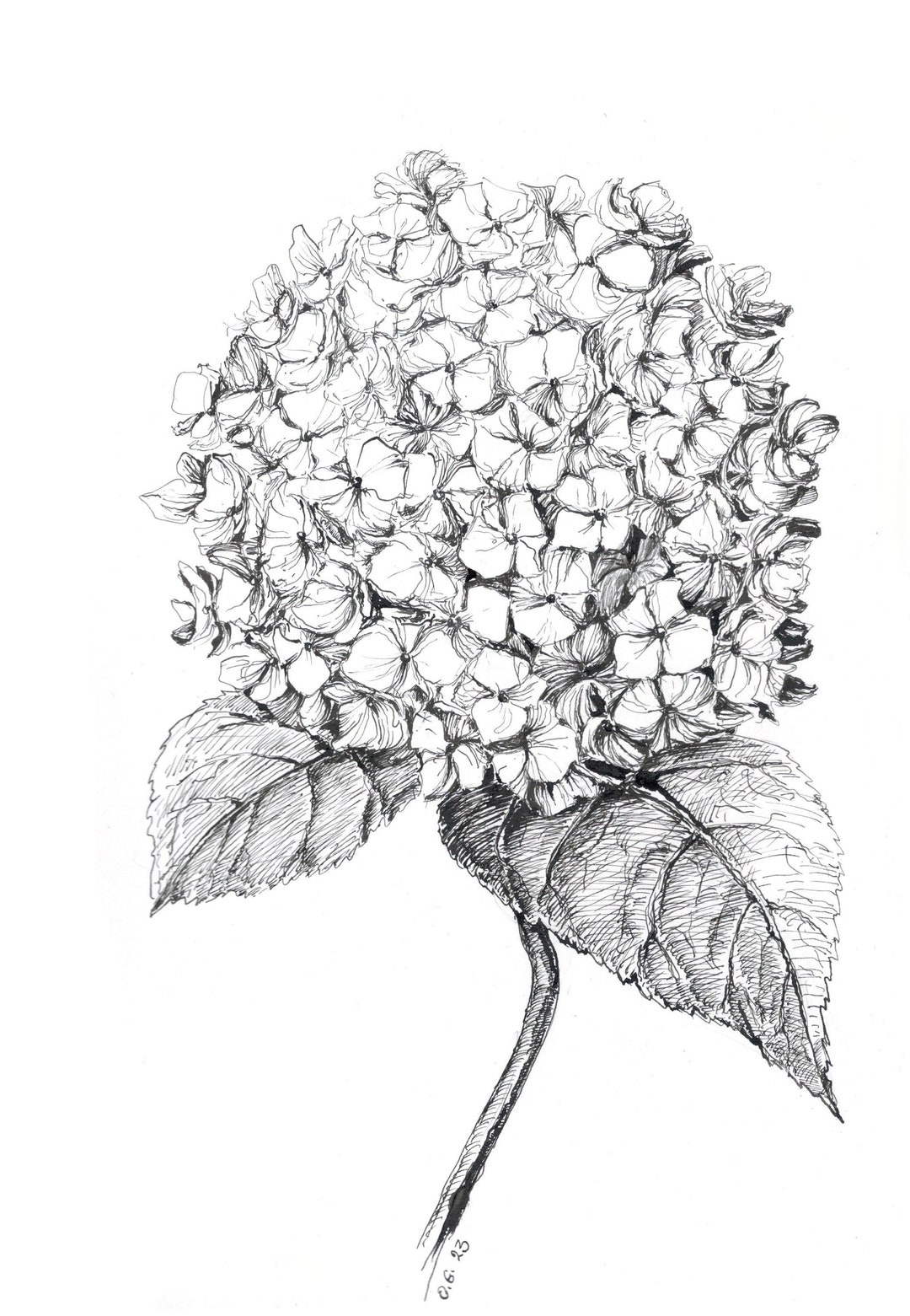 Hydrangea Print Flower Art Print Black White Floral Floral Etsy