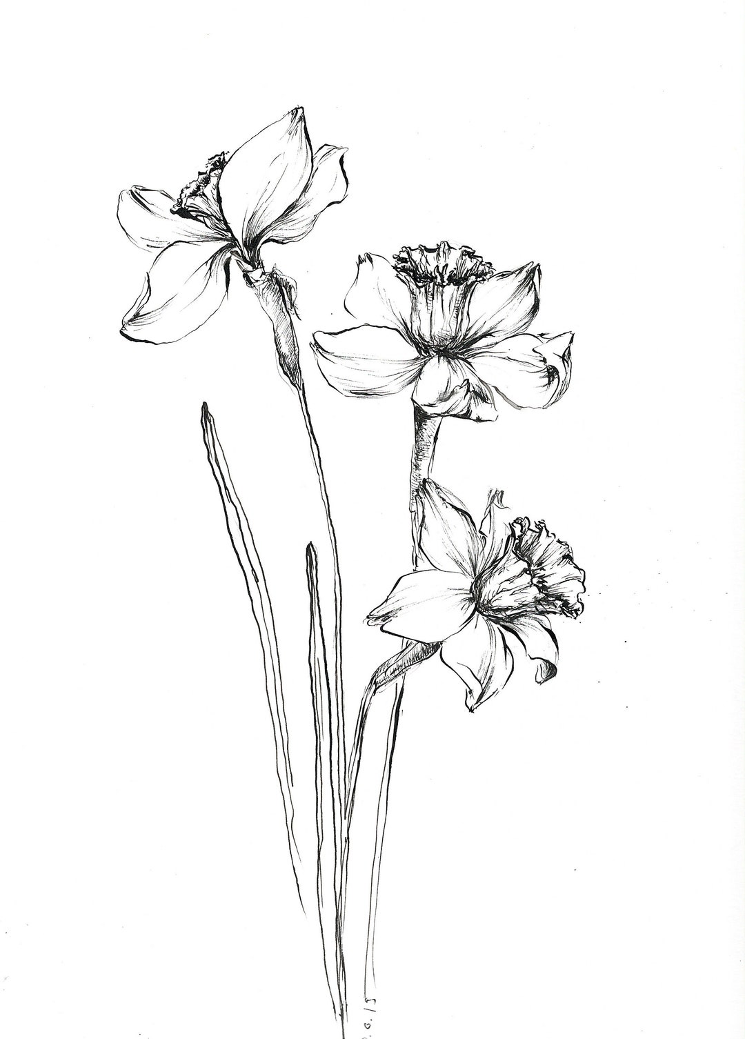 Wild flower sketch set isolated on white backdrop - Stock Illustration  [69546834] - PIXTA