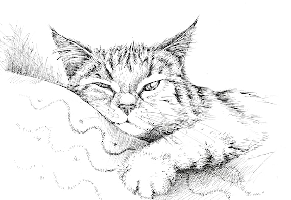 Details more than 130 cat drawing photo latest